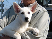 ホワイトシェパード子犬06 2006/11/18産まれ