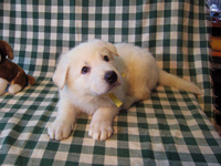 ホワイトシェパード子犬02 2006/11/18産まれ