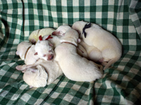 ホワイトシェパード子犬 2007/04/19産まれ その1