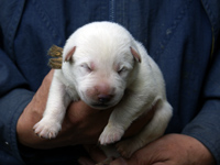 ホワイトシェパード子犬 2007/04/19産まれ その2