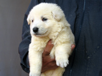 ホワイトシェパード子犬 2007/04/19産まれ 生後3週間 女の子