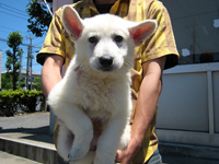 ホワイトシェパード子犬 2007/06/16 生後約2ヶ月 メス