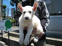 ホワイトシェパード子犬 2007/06/16 生後約2ヶ月 オス