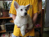 ホワイトシェパード子犬 2007/05/07産まれ