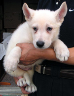 ホワイトシェパード子犬 2007/08/11産まれ