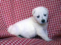 ホワイトシェパード子犬 2007/11/15産まれ