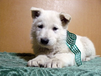 ホワイトシェパード子犬 2007/11/07産まれ
