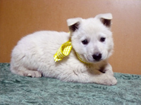 ホワイトシェパード子犬 2007/11/07産まれ