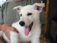 ホワイトシェパード子犬 2008/04/28産まれ