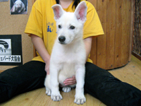ホワイトシェパード子犬 2008/09/17産まれ