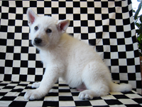 ホワイトシェパード子犬 2008/11/23 産まれ