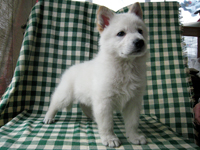 ホワイトシェパード子犬 2008/12/29 産まれ