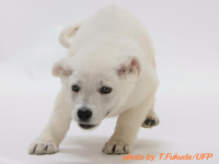 ホワイトシェパード子犬 2009/01/15 産まれ