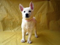 ホワイトシェパード子犬 2009/03/16 産まれ