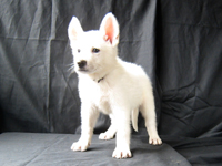 ホワイトシェパード子犬 2009/04/11 産まれ