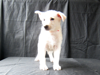 ホワイトシェパード子犬 2009/04/11 産まれ