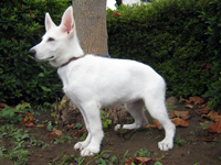 ホワイトシェパード子犬 2009/04/17 産まれ