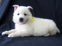 ホワイトシェパード子犬 2009/07/25 産まれ
