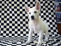 ホワイトシェパード子犬 2009/07/27 産まれ