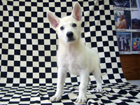 ホワイトシェパード子犬 2009/07/27 産まれ