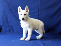 ホワイトシェパード子犬 2009/10/26 産まれ