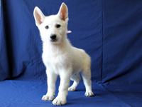 ホワイトシェパード子犬 2009/10/26 産まれ