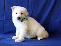 ホワイトシェパード子犬 2009/12/20 産まれ