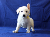 ホワイトシェパード子犬 2009/12/20 産まれ