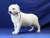 ホワイトシェパード子犬 2010/04/17 産まれ (2010/06/03 撮影)