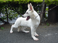 ホワイトシェパード子犬 2010/01/22 産まれ