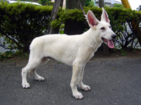 ホワイトシェパード子犬 2010/01/22 産まれ