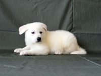 ホワイトシェパード子犬 2010/05/25 産まれ (2010/07/08 撮影)