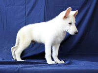 ホワイトシェパード子犬 2010/06/18 産まれ (2010/09/02 撮影)