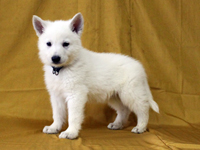 ホワイトシェパード子犬 2010/09/15 産まれ (2010/10/28 撮影)