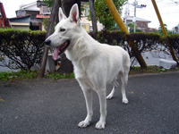 ホワイトシェパード子犬 2009/01/15 産まれ (2010/11/04 撮影)