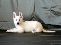 ホワイトシェパード子犬 2010/10/10 産まれ (2010/12/09 撮影)