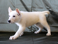 ホワイトシェパード子犬 2010/10/10 産まれ (2010/12/09 撮影)