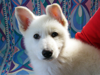 ホワイトシェパード子犬 2010/12/29 産まれ (2011/03/10 撮影)