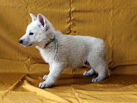 ホワイトシェパード子犬 2011/02/08 産まれ (2011/03/24 撮影)