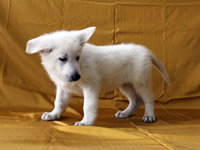 ホワイトシェパード子犬 2011/02/05 産まれ (2011/03/24 撮影)