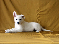 ホワイトシェパード子犬 2011/06/03 産まれ (2011/07/28 撮影)