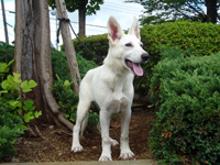 ホワイトシェパード子犬 2011/04/21 産まれ (2011/08/24 撮影)