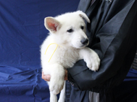 ホワイトシェパード子犬 2011/10/08 産まれ (2011/12/01 撮影)