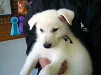 ホワイトシェパード子犬 2011/11/03 産まれ (2011/12/28 撮影)