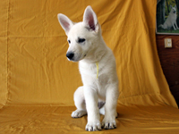 ホワイトシェパード子犬 2011/12/14 産まれ (2012/02/09 撮影)