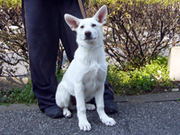 ホワイトシェパード子犬 2011/12/14 産まれ (2012/04/05 撮影)