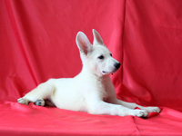 ホワイトシェパード子犬 2012/05/06 産まれ (2012/07/12 撮影)