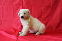 ホワイトシェパード子犬 2013/05/30 産まれ (2013/07/11 撮影)