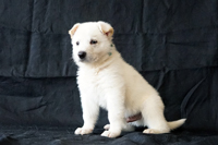 ホワイトシェパード子犬 2015/04/22 産まれ (2015/05/28 撮影)