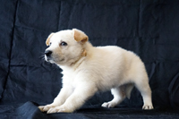 ホワイトシェパード子犬 2015/04/22 産まれ (2015/05/28 撮影)